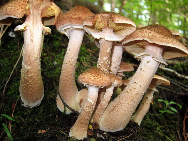 The Malheur National Forest holds the largest single specimen of <i>armillaria ostoyae</i> fungus. It has been growing for the past 2,400 years.