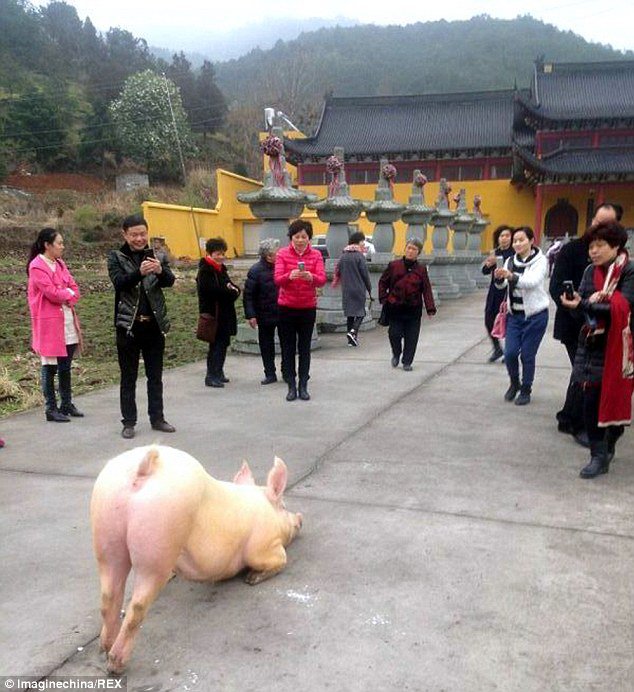 據傳這隻豬是為了找尋食物，於是從圈養的農場裡逃了出來。<BR><BR>