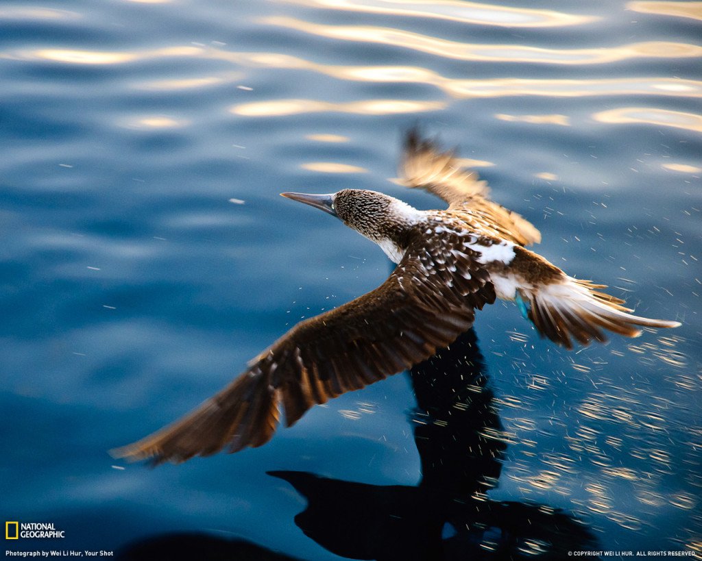 藍腳鰹鳥是一種海鳥，主要分佈在太平洋的東岸，大多是以魚類作為主要食物來源。<BR><BR>