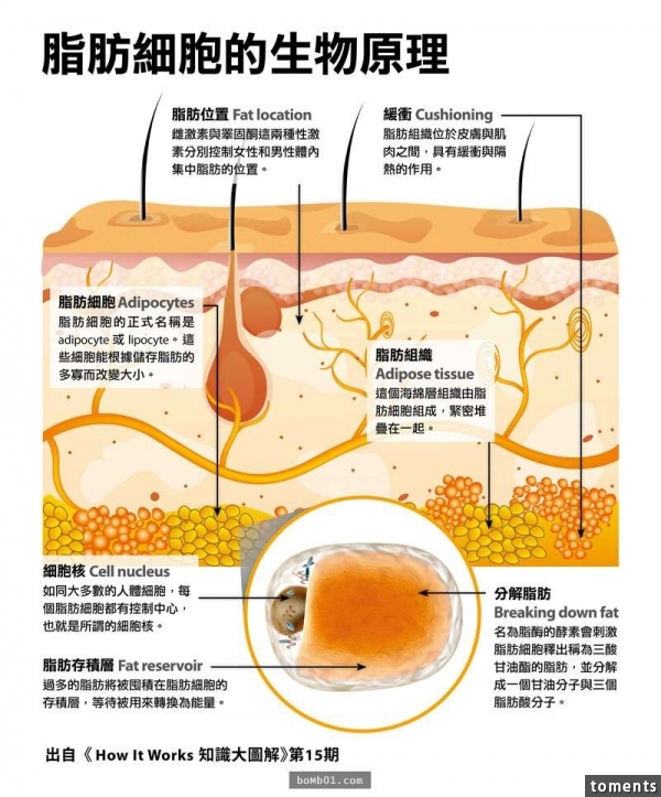 談到減肥大家都說“少吃多動”，但其實這只對了一半…只有這樣做才能把脂肪徹底消滅！