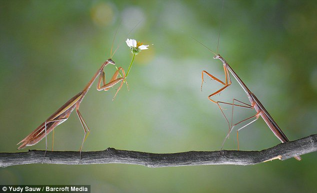 左邊的公螳螂含情脈脈地看著母螳螂，加上手上的那朵花整個顯得更有意境。<BR><BR>
