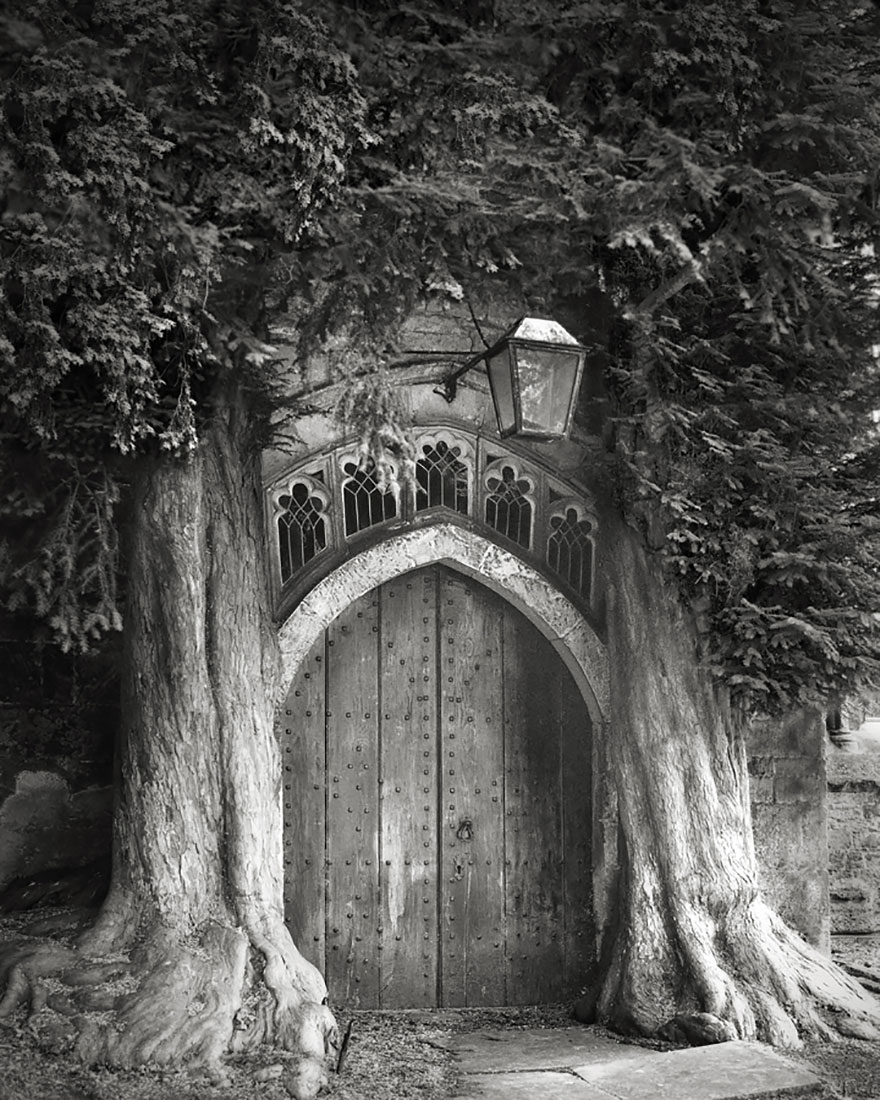 ancient-trees-beth-moon-6