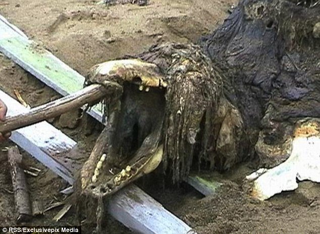 這是由士兵在俄羅斯的海岸上發現的屍骸，有著奇異的外型，專家必須要一探究竟才會知道到底是什麼樣的生物。<BR><BR>