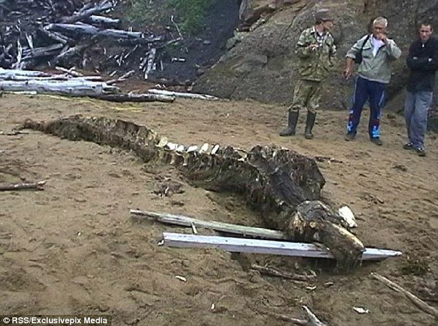 這個生物是在俄羅斯極東的庫頁島（Sakhalin）海邊被發現的，經由初步的檢測，發現這並不是魚，由骨骼看起來，這也不是鱷魚或是短吻鱷。<BR><BR>