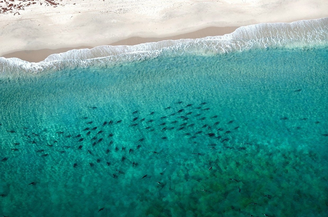 14. 上千隻在大西洋(Atlantic)佛羅裏達(Florida)海岸黑邊鰭真鯊(blacktip)和薔薇真鯊(spinner sharks)正在遷徙。<BR><BR>
