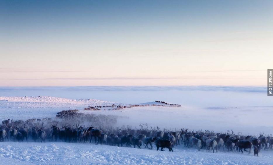 薩米人(Saami)的馴鹿遷徙：北極圈挪威(Norway)。<BR><BR>