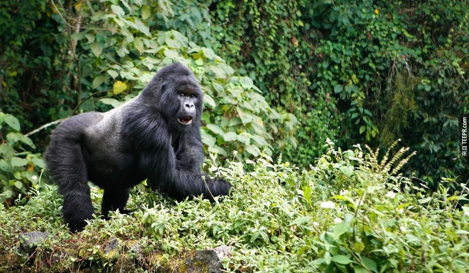 大猩猩之旅：烏幹達(Uganda)和盧安達(Rwanda)。<BR><BR>