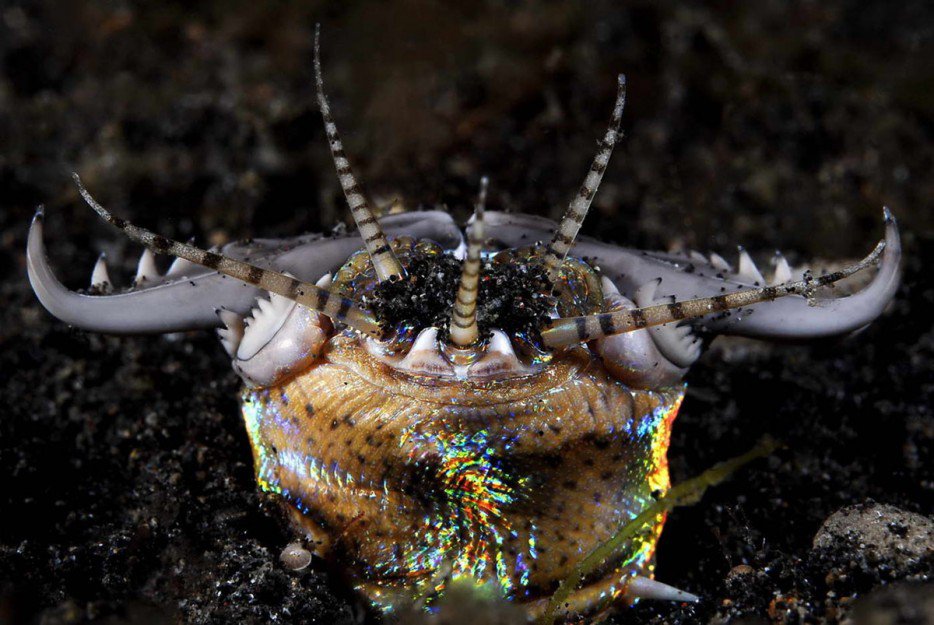 博比特蟲(Bobbit Worm)