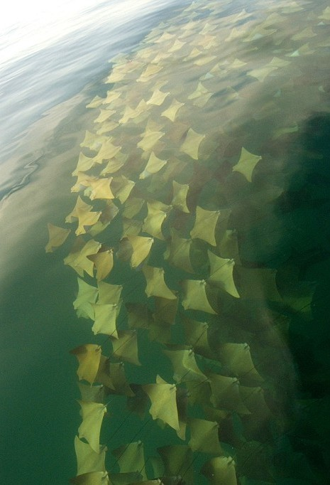 這是壯觀的黃金魟魚大遷徙。<BR><BR>