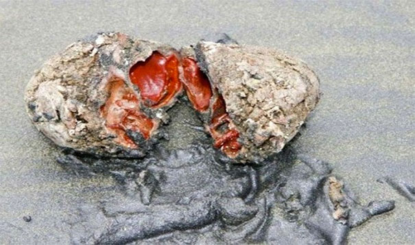25. 活著的石頭：智利這個看似石頭的生物，其實是叫做「鋼纖海鞘」的一種生物。<BR><BR>
