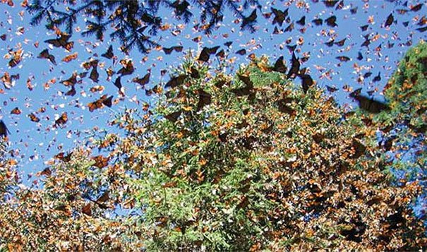 6. 帝王斑蝶(Monarch Butterfly)遷徙：胡蝶們會以驚人的數量飛過美國和墨西哥。<BR><BR>