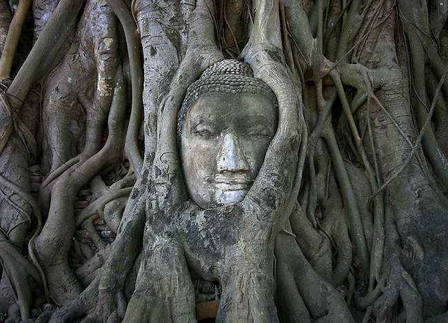 樹根和佛像完美地融為一體。<BR><BR>