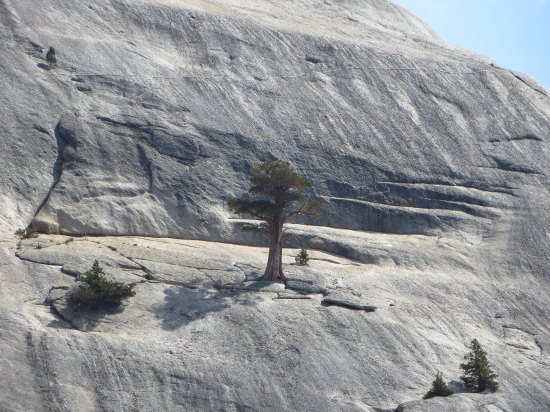 突破岩石表面長出了樹。<BR><BR>