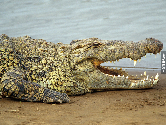 1. 尼羅鱷(Nile Crocodiles)可以在水中憋氣約莫2個小時。<BR><BR>