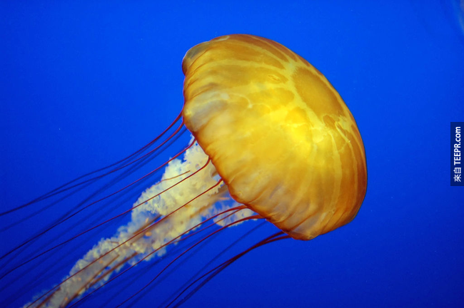 23. 水母(Jellyfish)並不能算是魚。<BR><BR>