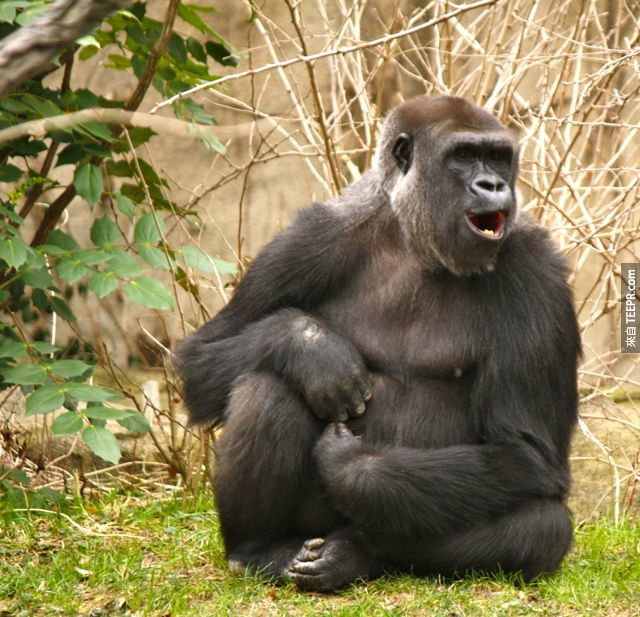 5. 若你搔猩猩，他們會笑。<BR><BR>