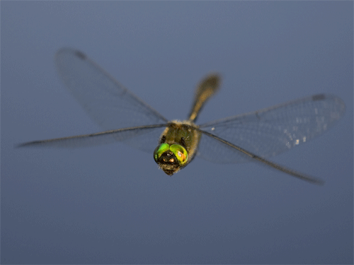 20. 蜻蜓的陰莖是鏟子的形狀，好讓他們把對手的精子挖出來。<BR><BR>