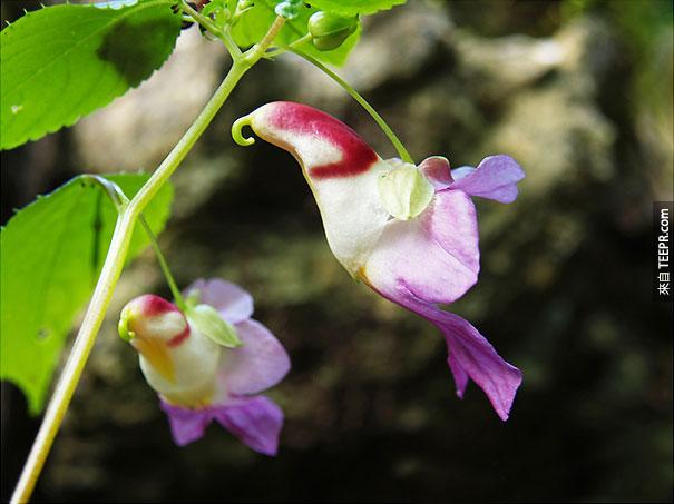鮮花，看樣的動物 - 人的猴子 - 蘭花 -  pareidolia-22