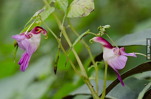 鮮花，看樣的動物 - 人的猴子 - 蘭花 -  pareidolia-25