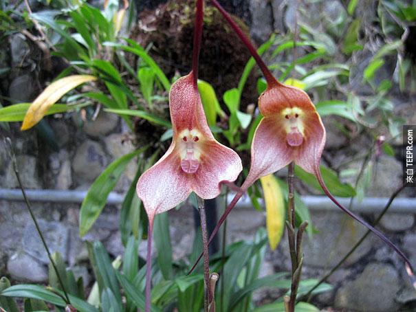 鮮花，看樣的動物 - 人的猴子 - 蘭花 -  pareidolia-5