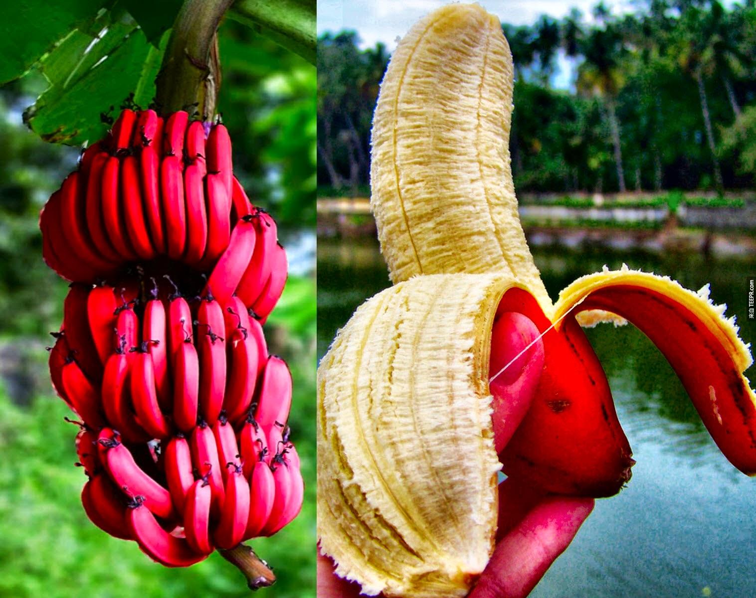 澳洲的紅香蕉。<BR><BR>