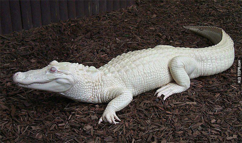 美國東南部路易斯安納州(Louisiana)的白化短吻鱷。<BR><BR>
