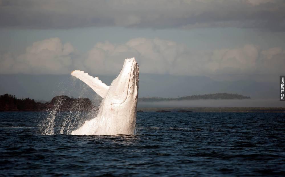 澳洲東部的白化座頭鯨。<BR><BR>