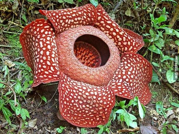 世界上最大的花。<BR><BR>印尼阿諾爾特大花草(Rafflesia arnoldi Flower)。<!-- 電腦板-文章內插廣告-336X280 -->
<br><br>
<div align=