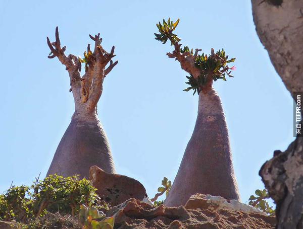 如果你有天忽然在Socotra島上醒來看到周圍的環境，一定會以為被穿梭到其它的次元了。<BR><BR>