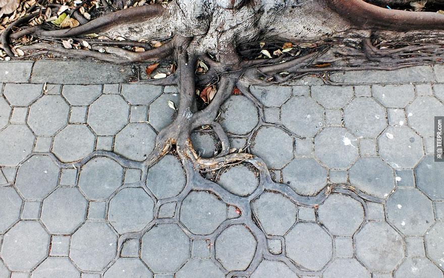 tree-roots-concrete-pavement-2