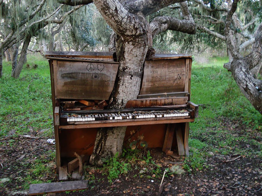 老鋼琴和樹合而為一，加州。<BR><BR>