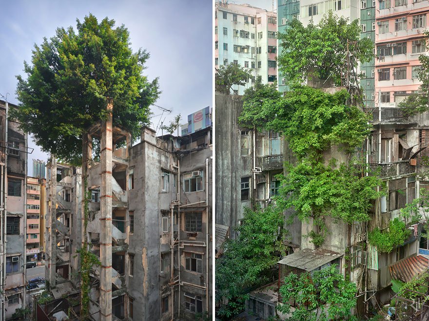 戰勝水泥的樹，香港。<!-- 電腦板-文章內插廣告-336X280 -->
<br><br>
<div align=