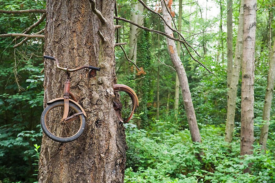 被樹吃掉的腳踏車，華盛頓瓦雄島(Vashon Island, Washington)