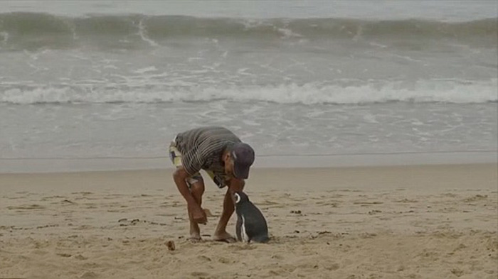 爺爺將瀕死小企鵝治療好之後放回大海，結果沒想到幾個月後走在沙灘上竟看到了「令他完全不敢置信的一幕」！