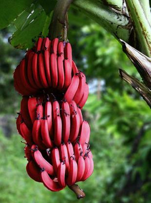 紅香蕉比黃香蕉營養價值大多了,吃過的請舉手