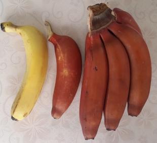 紅香蕉比黃香蕉營養價值大多了,吃過的請舉手