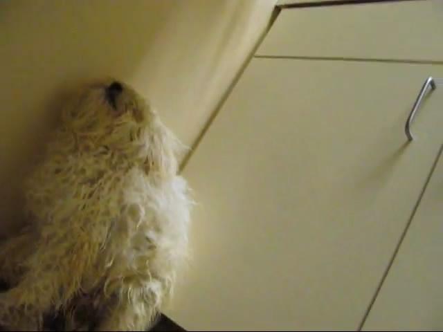 狗預感到自己只剩一小時要進毒氣室,非常抗拒任何人觸碰