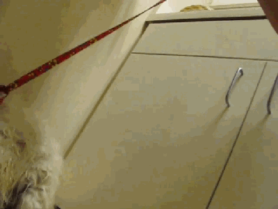 狗預感到自己只剩一小時要進毒氣室,非常抗拒任何人觸碰