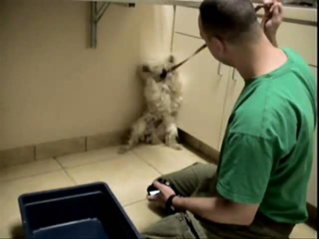 狗預感到自己只剩一小時要進毒氣室,非常抗拒任何人觸碰