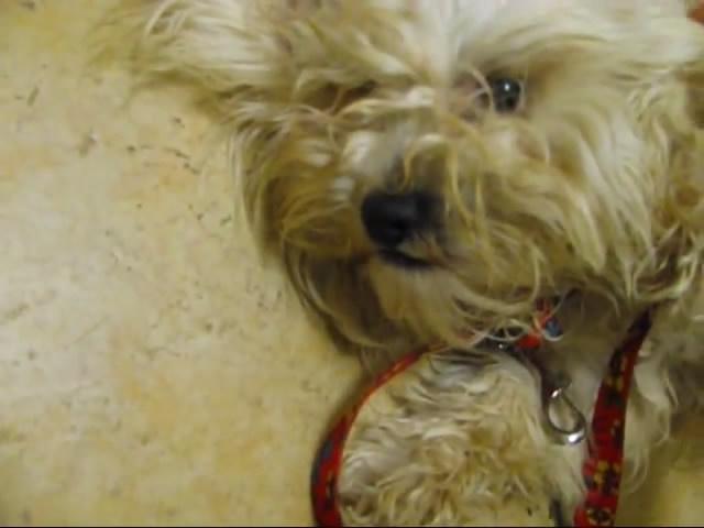 狗預感到自己只剩一小時要進毒氣室,非常抗拒任何人觸碰