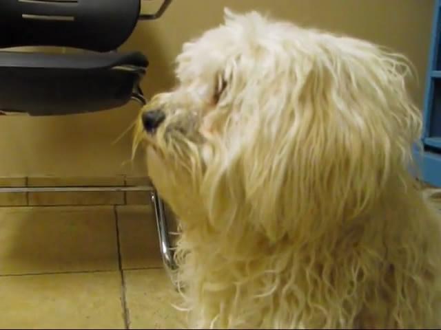 狗預感到自己只剩一小時要進毒氣室,非常抗拒任何人觸碰