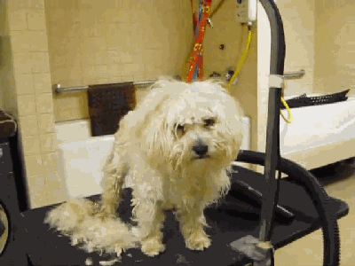 狗預感到自己只剩一小時要進毒氣室,非常抗拒任何人觸碰