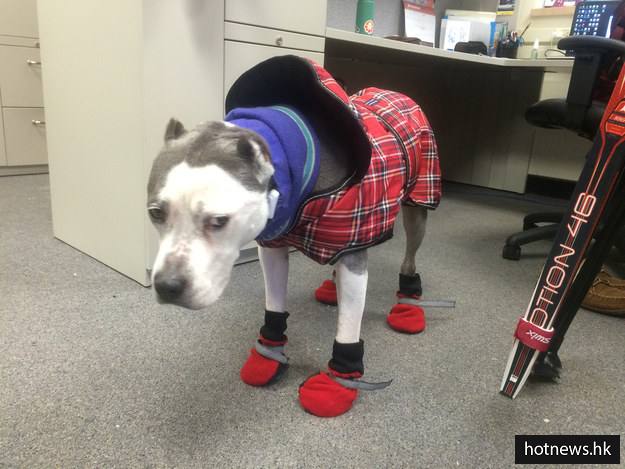 When this dog was truly unhappy with the cold temperatures.