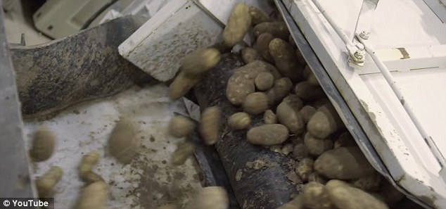 至於麥當勞薯條的製作步驟，首先，馬鈴薯都是在田野中種植的 (對，是真的用馬鈴薯)，採收過後將它們去皮、切割、並用沸水煮過。<BR><BR>