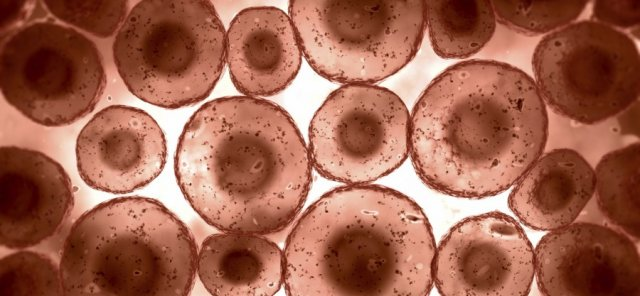 20. 你的身體每秒會製造2,500萬個新細胞，每13秒，你製造的細胞量，就比全美國的人口還要多了。<BR><BR>