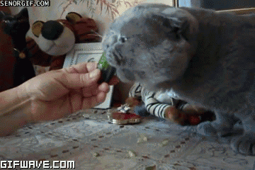 肉食主義者？一週來個一天素食日吧！