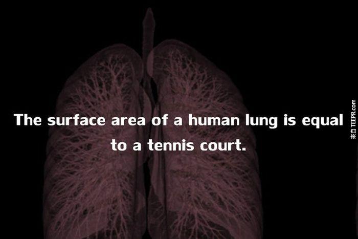 人類肺部的表面積，大約等於一個網球場大小。<!-- 電腦板-文章內插廣告-336X280 -->
<br><br>
<div align=