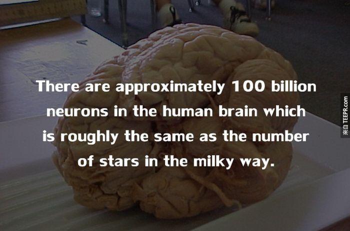 人的大腦大約有超過1兆個神經元，這大約等於銀河係的星星數量。<BR><BR>
