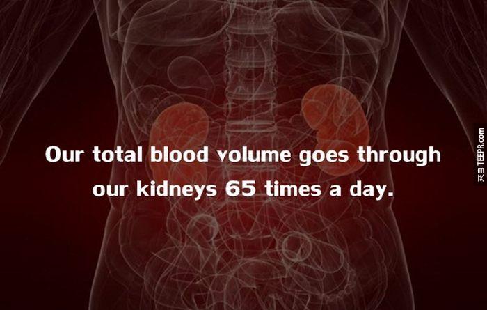 我們的血液，每天至少會經過我們的腎臟65次。<!-- 電腦板-文章內插廣告-336X280 -->
<br><br>
<div align=