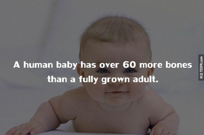 嬰兒比成人多擁有超過60根的骨頭。<BR><BR>